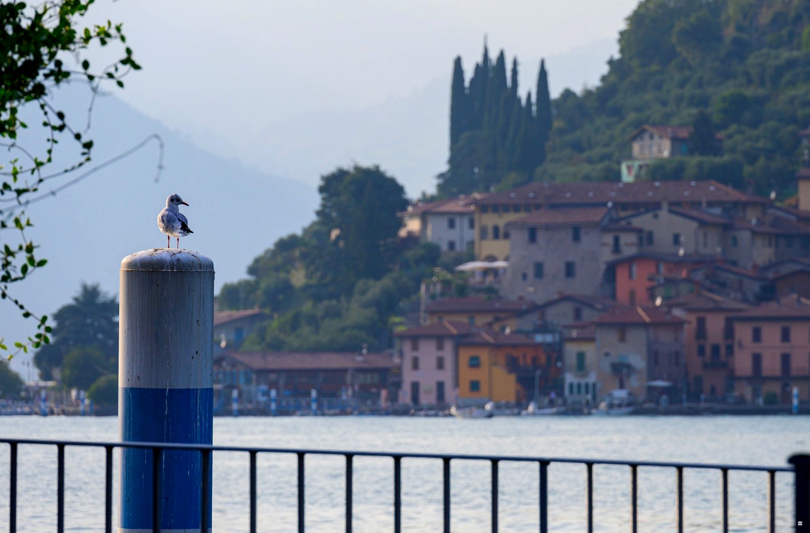 Gabbiano sul pontile con borgo sullo sfondo